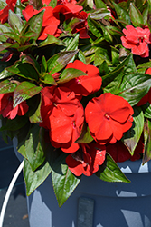 Petticoat Dark Red New Guinea Impatiens (Impatiens 'Petticoat Dark Red') at Lakeshore Garden Centres
