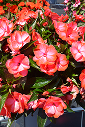 Petticoat Mango Swirl New Guinea Impatiens (Impatiens 'Petticoat Mango Swirl') at Lakeshore Garden Centres