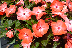 Petticoat Orange Orchid New Guinea Impatiens (Impatiens 'Petticoat Orange Orchid') at Lakeshore Garden Centres