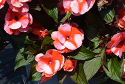 Petticoat Orange Star New Guinea Impatiens (Impatiens 'Petticoat Orange Star') at Lakeshore Garden Centres