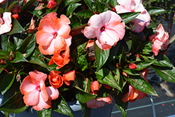 Petticoat Orange Swirl New Guinea Impatiens (Impatiens 'Petticoat Orange Swirl') at Lakeshore Garden Centres