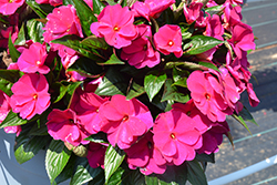 Petticoat Purple New Guinea Impatiens (Impatiens 'Petticoat Purple') at Lakeshore Garden Centres