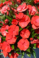 Petticoat True Red Magnum New Guinea Impatiens (Impatiens 'Petticoat True Red') at Lakeshore Garden Centres