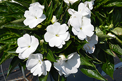 Petticoat White New Guinea Impatiens (Impatiens 'Petticoat White') at Lakeshore Garden Centres