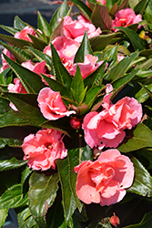 Roller Coaster Tangy Taffy Impatiens (Impatiens 'Roller Coaster Tangy Taffy') at Lakeshore Garden Centres