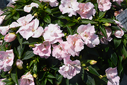 Wild Romance Blush Pink New Guinea Impatiens (Impatiens 'Wild Romance Blush Pink') at Lakeshore Garden Centres