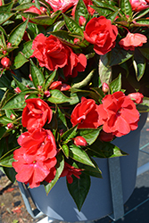 Wild Romance Red New Guinea Impatiens (Impatiens 'Wild Romance Red') at Lakeshore Garden Centres