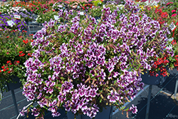 Sweet Talk Lavender Splash Cuphea (Cuphea procumbens 'PAS1169712') at Lakeshore Garden Centres