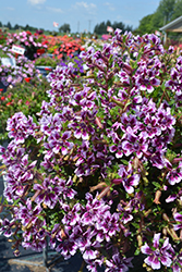 Sweet Talk Lavender Splash Cuphea (Cuphea procumbens 'PAS1169712') at Lakeshore Garden Centres