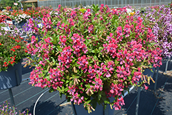 Sweet Talk Deep Pink Cuphea (Cuphea procumbens 'PAS1506711') at Lakeshore Garden Centres