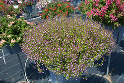 Pink Shimmer Cuphea (Cuphea ramosissima 'PAS1303307') at Lakeshore Garden Centres