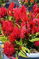 Ice Cream Cherry Celosia (Celosia 'Ice Cream Cherry') at Lakeshore Garden Centres