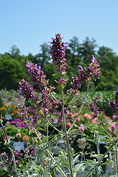 Lancelot Canary Island Sage (Salvia canariensis 'Lancelot') at Lakeshore Garden Centres