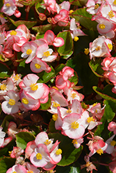 Super Olympia Bicolor Begonia (Begonia 'Super Olympia Bicolor') at Lakeshore Garden Centres