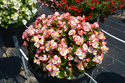 Super Olympia Bicolor Begonia (Begonia 'Super Olympia Bicolor') at Lakeshore Garden Centres