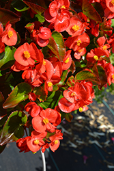 Super Olympia Red Begonia (Begonia 'Super Olympia Red') at Lakeshore Garden Centres