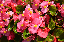 Super Olympia Rose Begonia (Begonia 'Super Olympia Rose') at Lakeshore Garden Centres