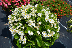 Super Olympia White Begonia (Begonia 'Super Olympia White') at Lakeshore Garden Centres
