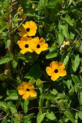 Sunny Susy Gold Black-Eyed Susan (Thunbergia alata 'Sunny Susy Gold') at Lakeshore Garden Centres