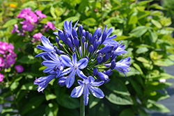 Bluety Agapanthus (Agapanthus 'Bluety') at Lakeshore Garden Centres