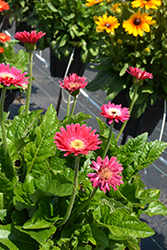Garvinea Sweet Spice Gerbera (Gerbera 'Garvinea Sweet Spice') at Lakeshore Garden Centres