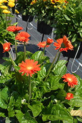 Garvinea Sweet Glow Gerbera Daisy (Gerbera 'Garvinea Sweet Glow') at Lakeshore Garden Centres