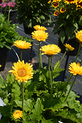 Garvinea Sweet Smile Gerbera (Gerbera 'Garvinea Sweet Smile') at Lakeshore Garden Centres
