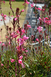 Steffi Dark Rose Gaura (Gaura lindheimeri 'Steffi Dark Rose') at Lakeshore Garden Centres