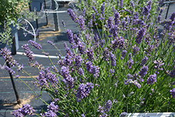 Layla Presto Blue Lavender (Lavandula angustifolia 'Layla Presto Blue') at Lakeshore Garden Centres