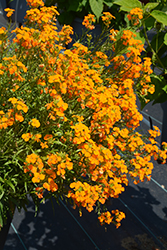 Sunstrong Orange Wallflower (Erysimum linifolium 'Sunstrong Orange') at Lakeshore Garden Centres