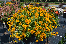 Lion Cub Coneflower (Rudbeckia 'Lion Cub') at Lakeshore Garden Centres