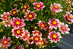 Lil' Bang Candy Stripes Tickseed (Coreopsis 'Candy Stripes') at Lakeshore Garden Centres