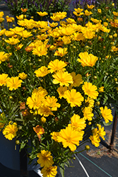 Lil' Bang Goldilocks Tickseed (Coreopsis 'Goldilocks') at Lakeshore Garden Centres