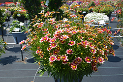 Lil' Bang Candy Stripes Tickseed (Coreopsis 'Candy Stripes') at Lakeshore Garden Centres