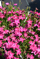 Beauties Kahori Pinks (Dianthus 'Kahori') at Lakeshore Garden Centres