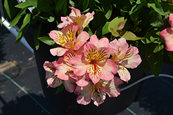 Inticancha Sunshine Alstroemeria (Alstroemeria 'Tesshine') at Lakeshore Garden Centres