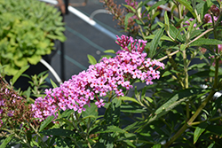 Summer Bird Pink Butterfly Bush (Buddleia davidii 'Summer Bird Pink') at Lakeshore Garden Centres