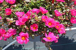 PortoGrande Magenta Portulaca (Portulaca grandiflora 'KLEPO21045') at Lakeshore Garden Centres
