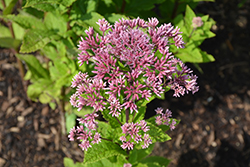 Little Joe Dwarf Joe Pye Weed (Eupatorium maculatum 'Little Joe') at Lakeshore Garden Centres