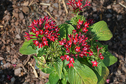 Starcluster Red Star Flower (Pentas lanceolata 'Starcluster Red') at Lakeshore Garden Centres