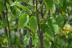 Palisade American Hornbeam (Carpinus caroliniana 'CCSQU') at Lakeshore Garden Centres