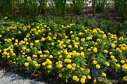 Marvel II Yellow Marigold (Tagetes erecta 'PAS1363450') at Lakeshore Garden Centres