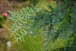 Blue Korean Arborvitae (Thuja koraiensis 'Glauca') at Lakeshore Garden Centres