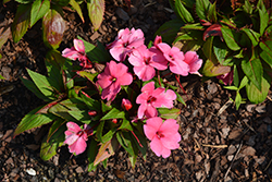 SunStanding Apollo Pink Impatiens (Impatiens 'SunStanding Apollo Pink') at Lakeshore Garden Centres