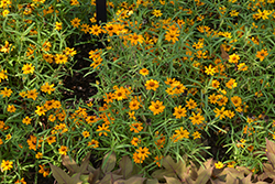 Star Gold Zinnia (Zinnia angustifolia 'Star Gold') at Lakeshore Garden Centres