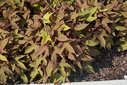 Sidekick Heart Bronze Sweet Potato Vine (Ipomoea batatas 'Sidekick Heart Bronze') at Lakeshore Garden Centres