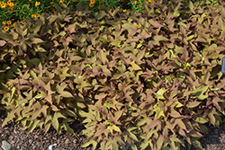 Sidekick Heart Bronze Sweet Potato Vine (Ipomoea batatas 'Sidekick Heart Bronze') at Lakeshore Garden Centres