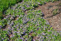 Bombay Compact Dark Blue Fan Flower (Scaevola aemula 'Bombay Compact Dark Blue') at Lakeshore Garden Centres