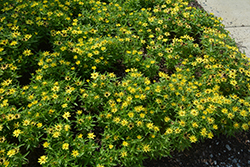 Profusion Lemon Zinnia (Zinnia 'Profusion Lemon') at Lakeshore Garden Centres