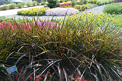 Regal Princess Fountain Grass (Pennisetum 'Tift 15') at Lakeshore Garden Centres